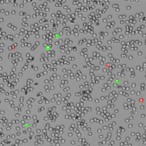 AO/PI Whole Blood Count
