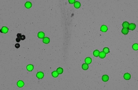 pollen_image