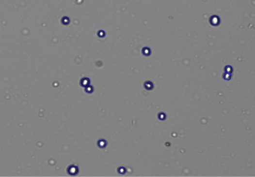 Figure 3: Brightfield counted 293t cells imaged on the CellDrop automated cell counter