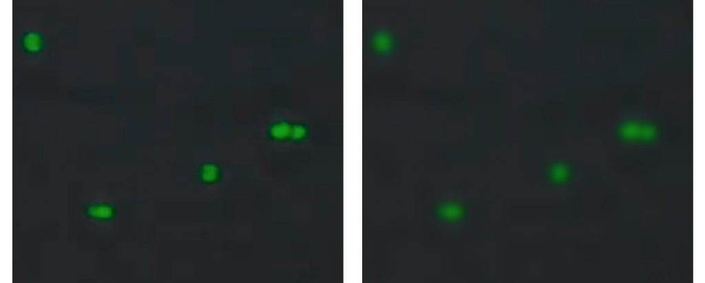 green_focus Verify Green Channel Focus. Left - good focus, Right - out of focus.