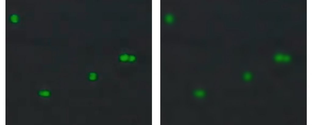 Verify Green Channel Focus. Left - good focus, Right - out of focus.