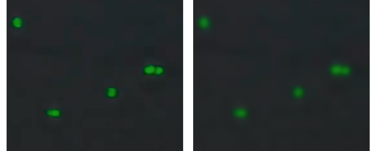 Verify Green Channel Focus. Left - good focus, Right - out of focus.