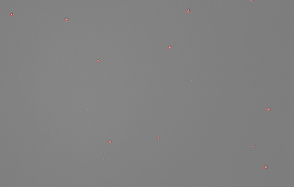 Mouse brain_Post Purification_cropped Nuclei suspension result image from mouse brain
