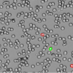 Whole Blood 400 x 275