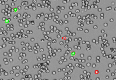 Whole Blood 400 x 275