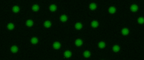 Ideal focus for beads in the green channel.