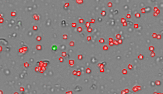 Nuclei clusters