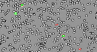 CellDrop rapid counts and viability