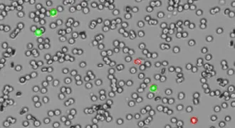 CellDrop rapid counts and viability