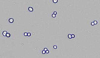 Brightfield declustering