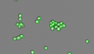 Sn51 HEK 22 declustering