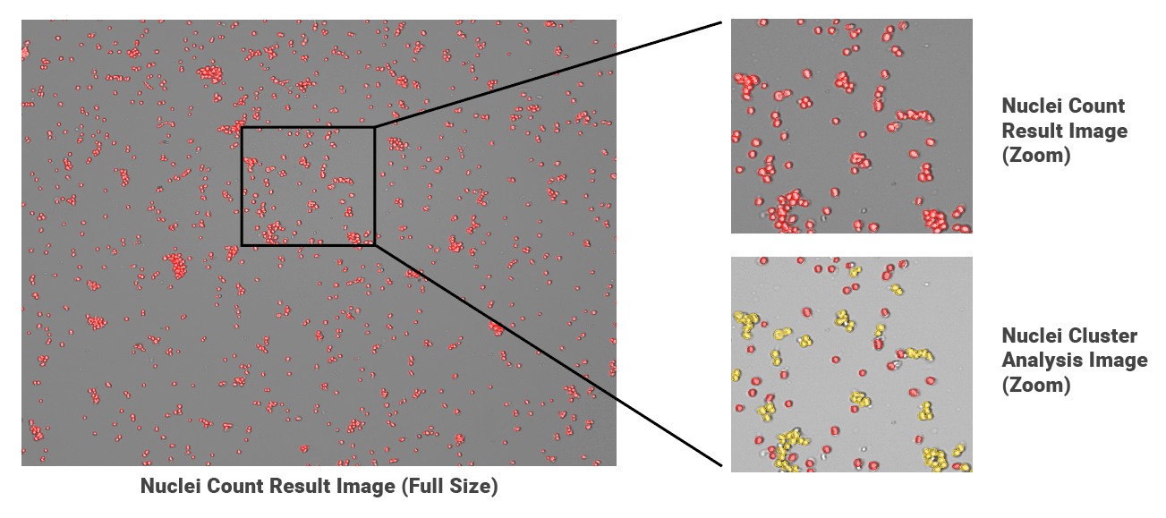 Fixed Nuclei Count Result Image