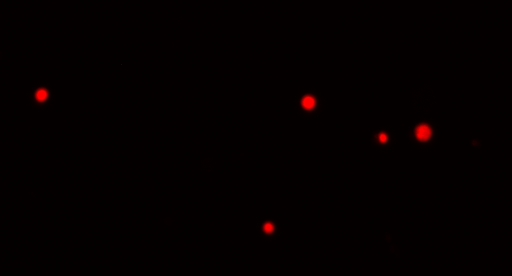 TN 244 Figure 4 Red Channel TN 244 Figure 4 Red Channel