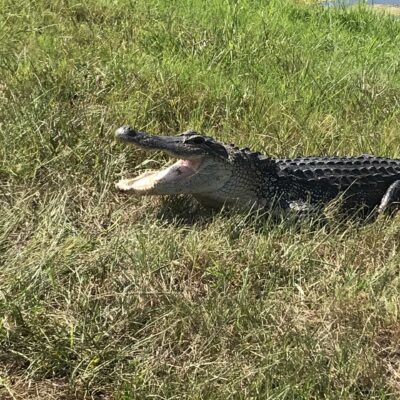 IMG_1710 Alligator mississippiensis